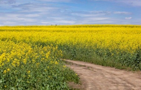 Сидераты, которых стоит избегать: как не испортить свой участок