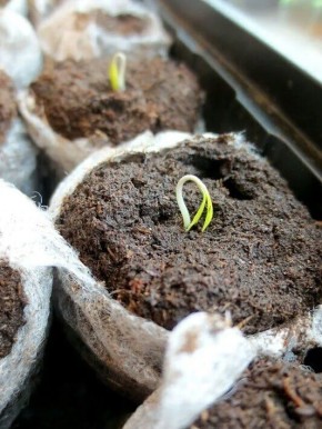 Как избежать проблем с всхожестью семян: 5 главных причин неудач