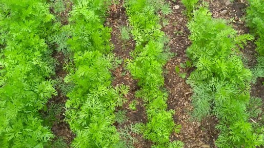 ���������� ������ ��� �����������: �� ������������ ������ �� ��������� ���������