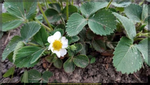 ������� ��������: ��� ���������� �������� ������ � ��������� �� � ���� ��� �������