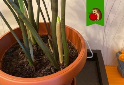 ������ ������������ �� ���� ����� �������: 5 ������ � �������