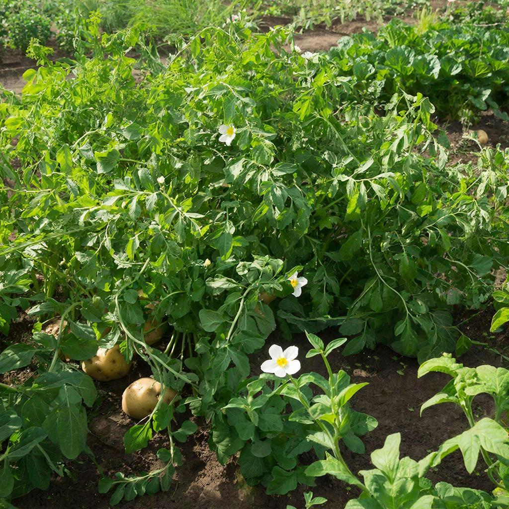 Как выбрать идеальный сорт картофеля для вашего огорода