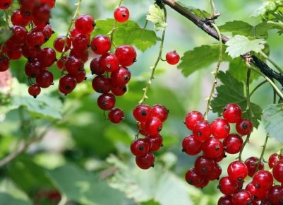 Как выбрать идеальный сорт смородины для своего сада: черная, красная и золотистая