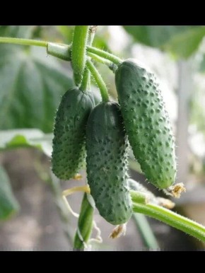 Огурец Граф: ранний самоопыляемый гибрид с отличными вкусовыми качествами для открытого грунта