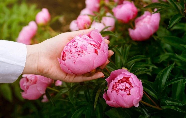 Секреты весеннего ухода за пионами для роскошного цветения
