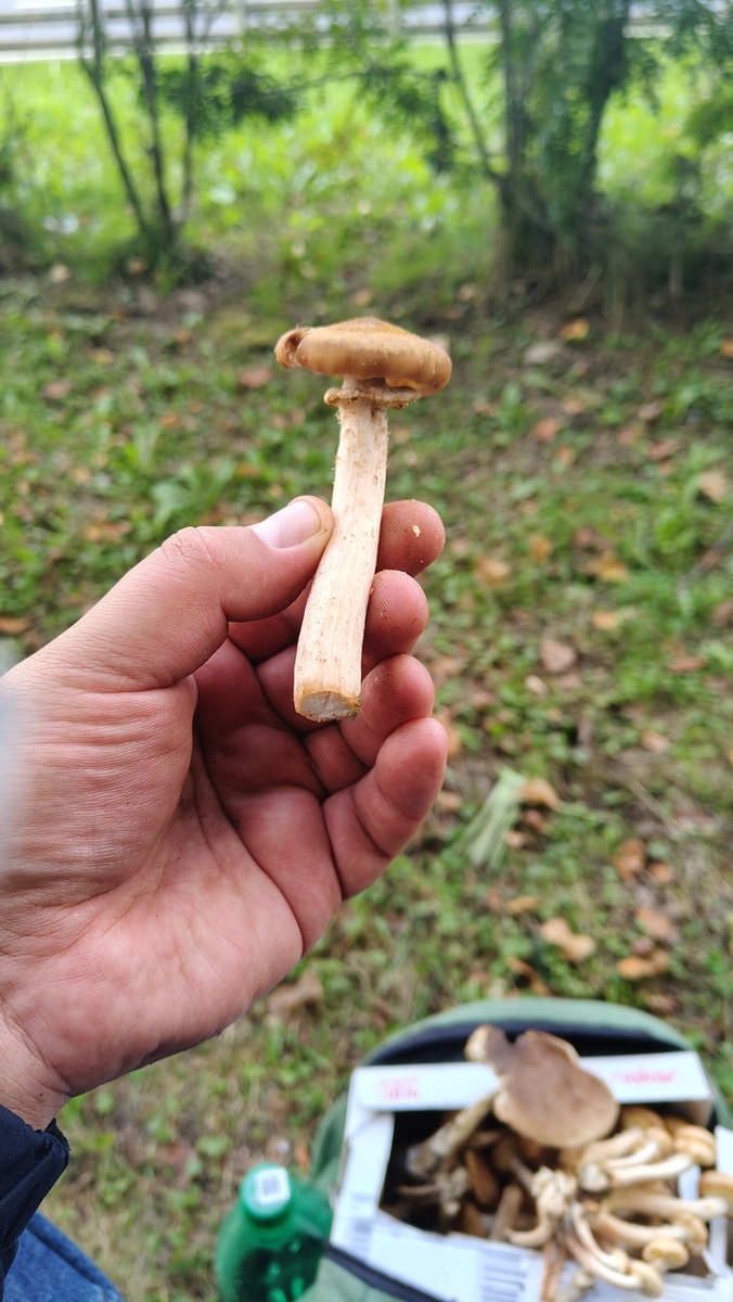 Грибной сезон: охота за осенними деликатесами в Подмосковье