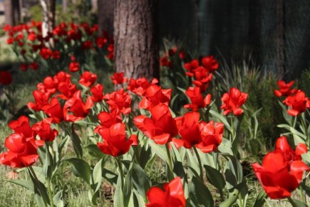 Как определить сорт тюльпанов от перепутанного поставщика