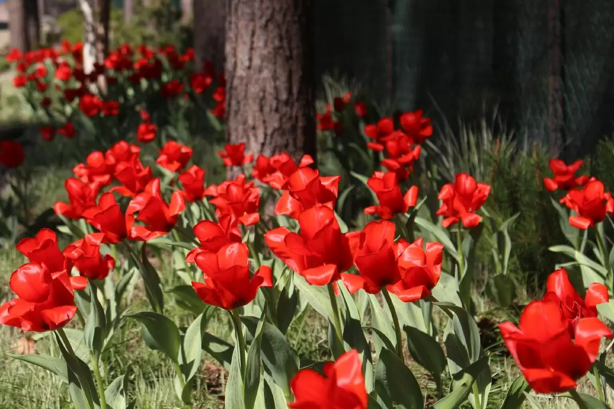 Как определить сорт тюльпанов от перепутанного поставщика