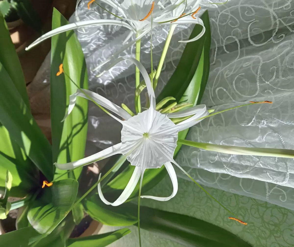 Гименокаллис: изысканный экзот, который легко впишется в ваш дом