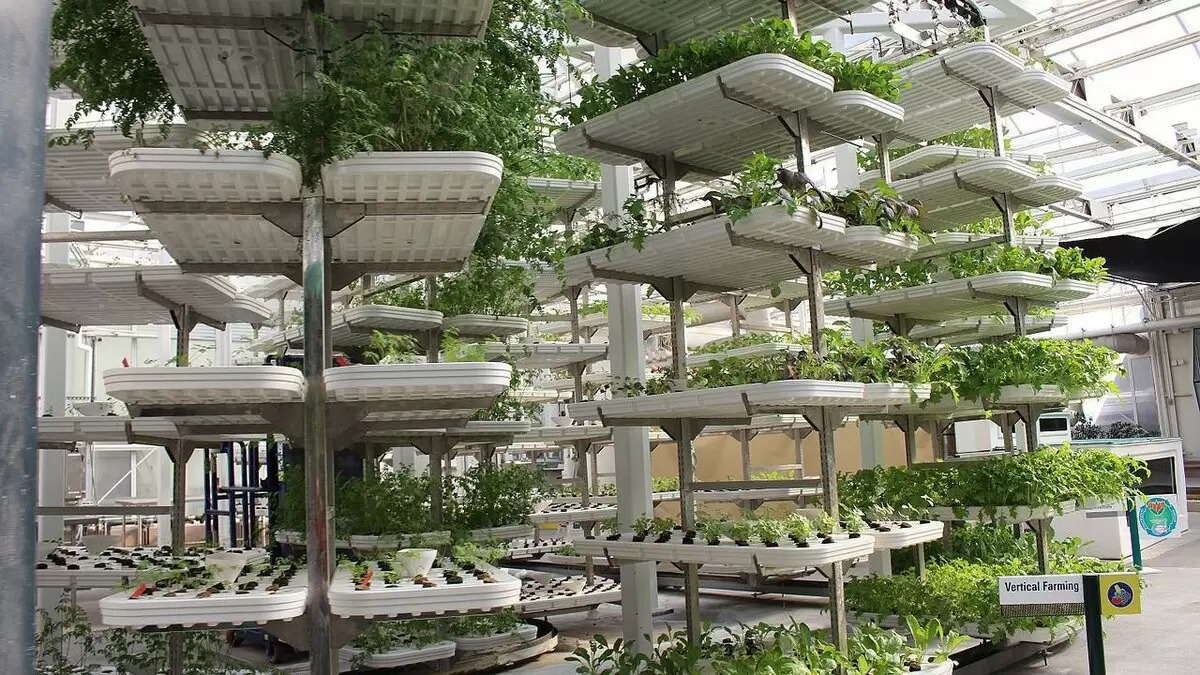 Современные методы гидропоники: как вырастить овощи без почвы