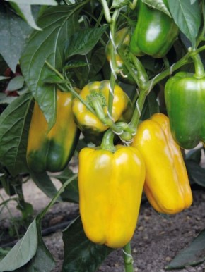 Перец Фельдмаршал: ранний урожай с превосходным вкусом