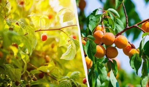 Осенняя посадка деревьев: отважьтесь на перемены в саду!