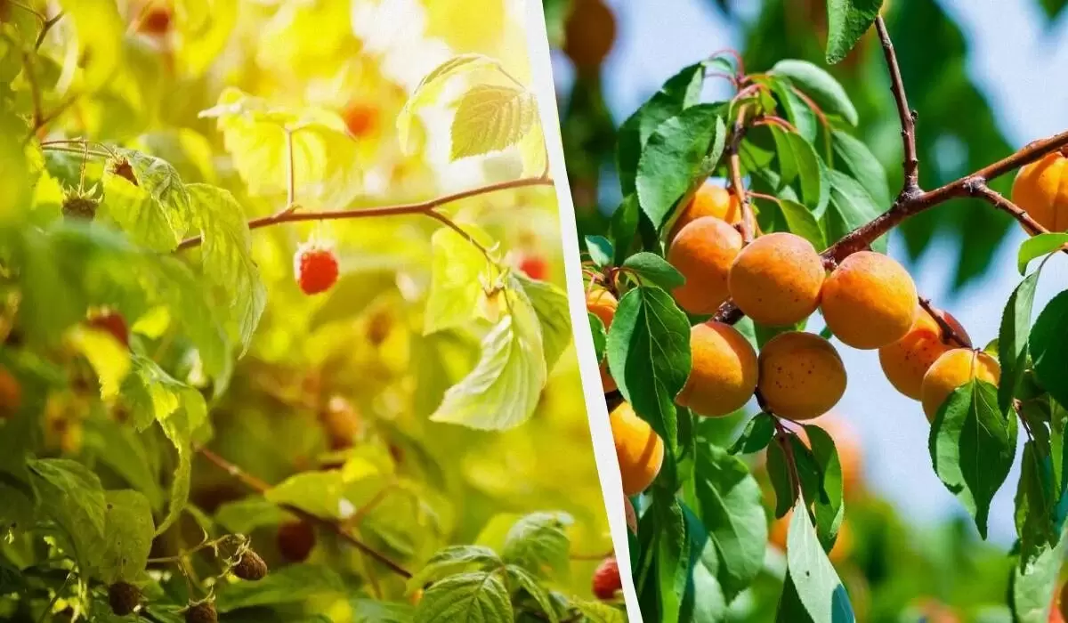 Осенняя посадка деревьев: отважьтесь на перемены в саду!