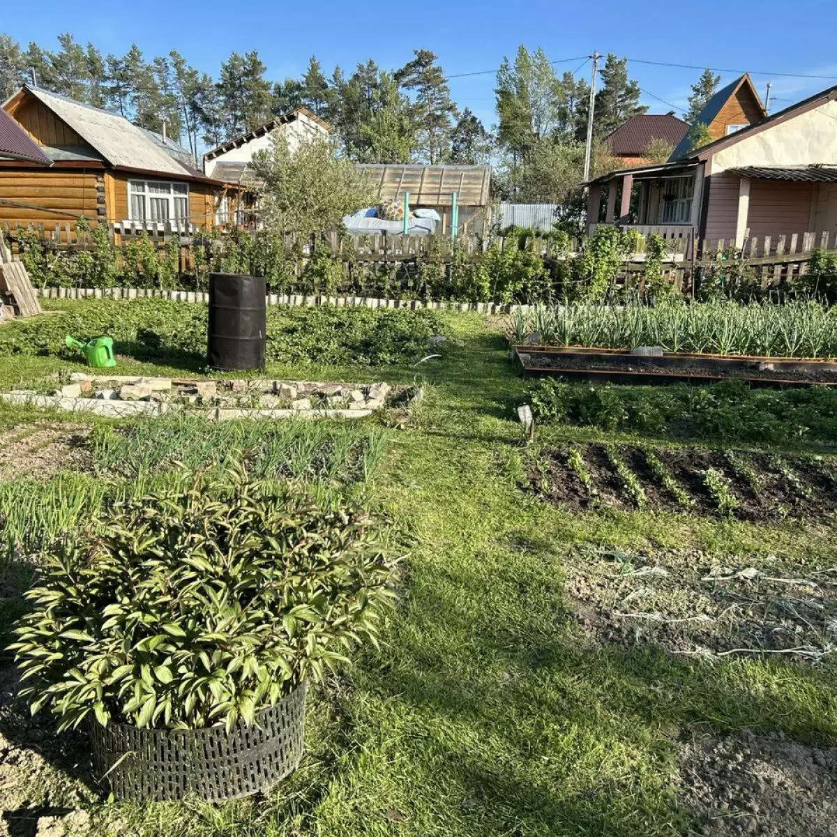 Аспирин: не только лекарство, но и секрет здоровья ваших растений