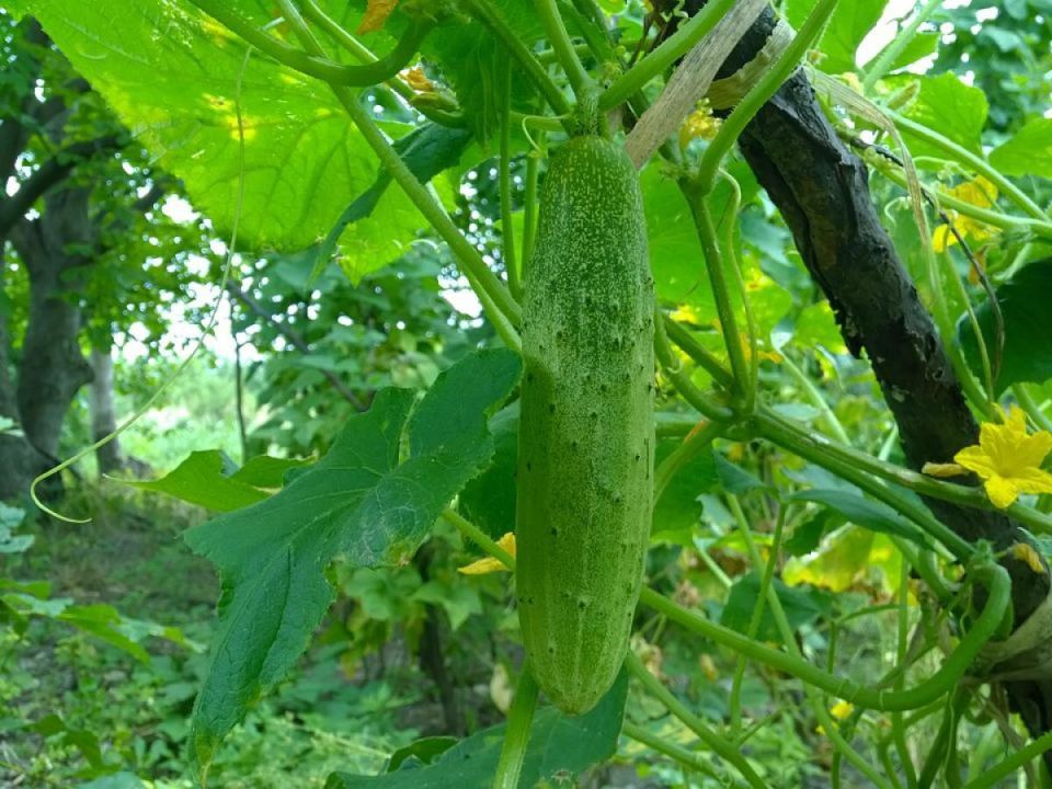 ������ � �� �����������: ��� ������� ��������� ��������� ��������������