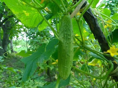 Огурцы и их потребности: как создать идеальное удобрение самостоятельно