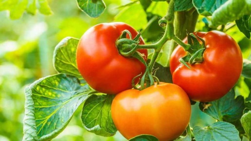 ������� ��������� ����������� �������: �������� ���������������� ������