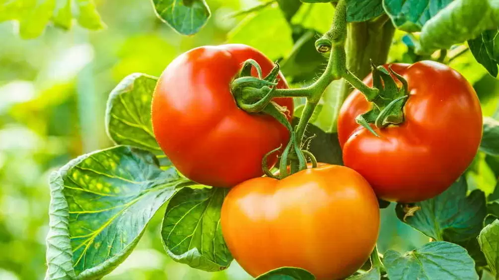 Секреты успешного выращивания томатов: избегаем распространенных ошибок