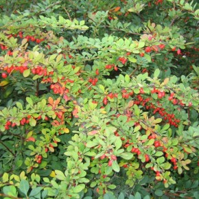 ��������: ������� ��������� ����� �� ���������� �����������