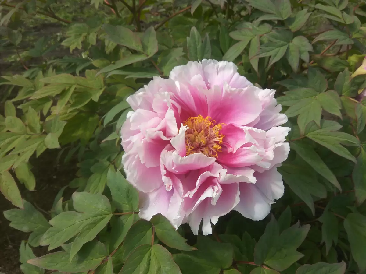 Японский пион: искусство ухода и размножения для вашего сада