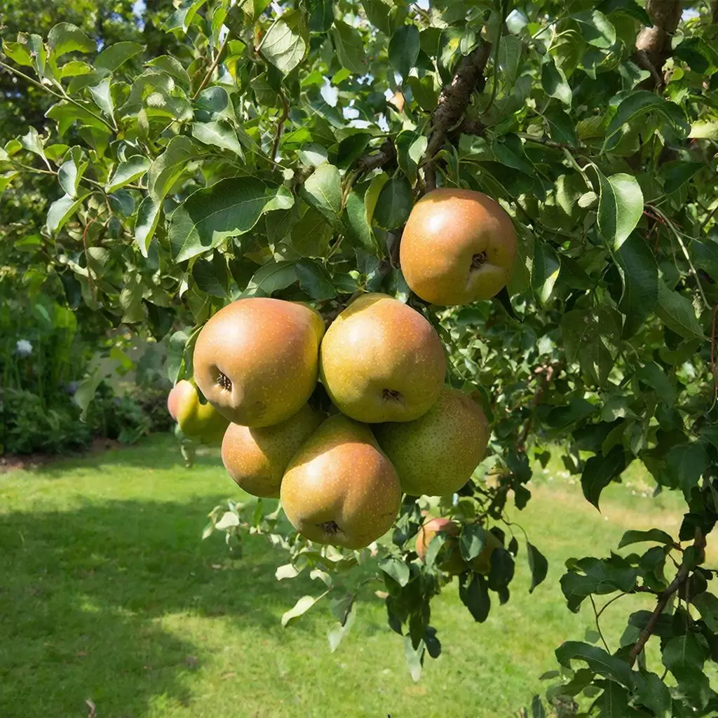 Груши, которые вырастут сами: 7 сортов для ленивого сада