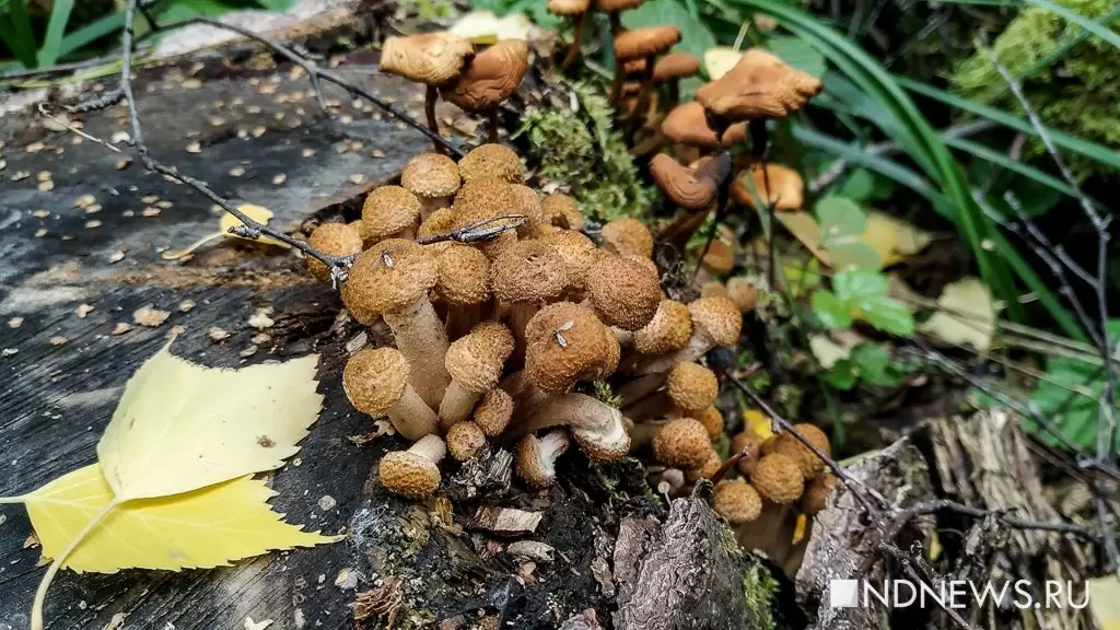Уральские грибы: пока не наступили морозы, грибы продолжают расти