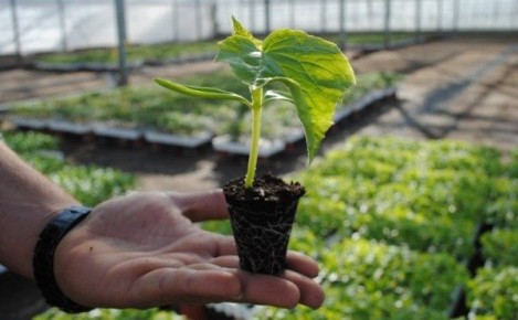 ����������� ������� ������ ������� �� �������� � ����������