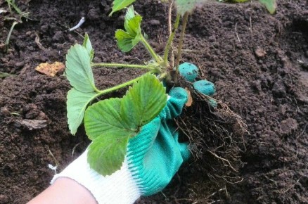 Как правильно посадить клубнику: секреты для щедрого урожая уже на следующий год