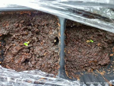 Секреты успешного выращивания петуний: как предотвратить вытягивание всходов