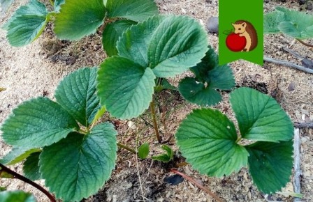 ��� ��������� ������������� �������� ��� �������� ������