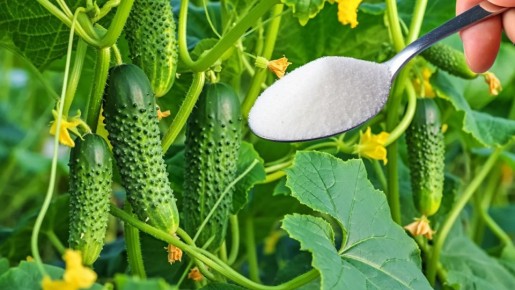 ��� ��������� ���������, ������� ��������� ��� ������: �������� ��� ���� ����� ������