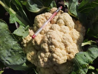 ��� ��������� ��������� ������� �������: ������� � ������ �����������