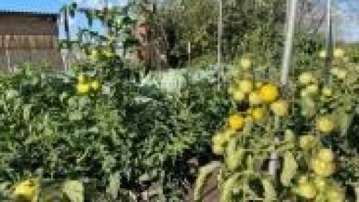 ������ �� ���������: ��� �������� ���������������� ������ � �������