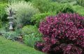 Вейгела: украшение сада, которое не требует особого ухода