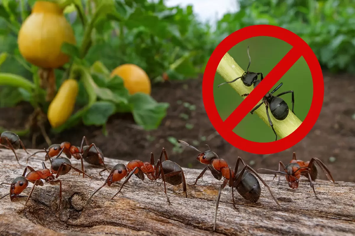 Как избавиться от муравьев на огороде: простое средство, которое сработает