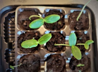 Выращиваем огурцы прямо у себя на окне: практическое руководство