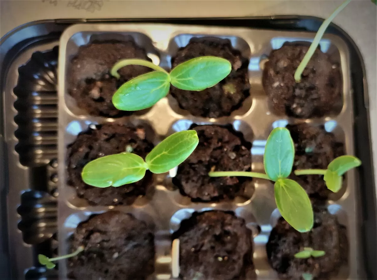 Выращиваем огурцы прямо у себя на окне: практическое руководство