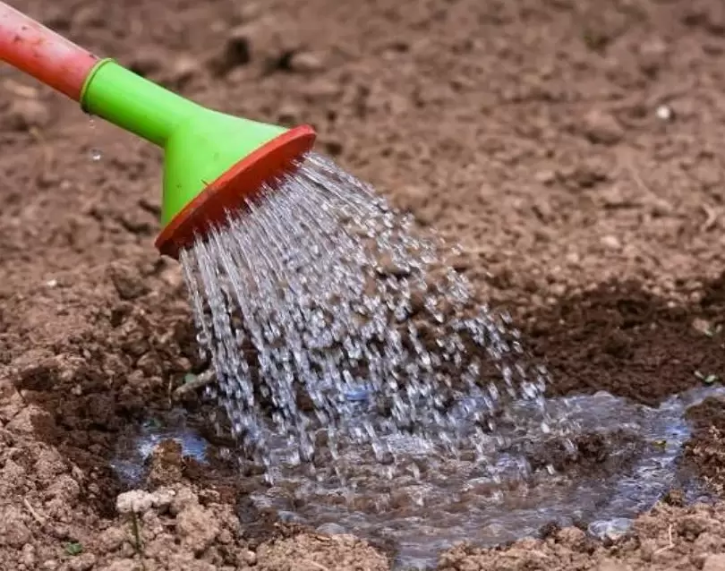 Как осеннее удобрение калимагнезией может преобразить ваш участок