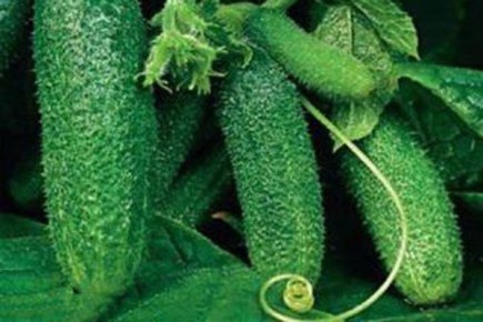 Характерные особенности огурцов Циркон