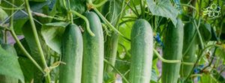 Спасаем урожай огурцов в условиях холодной весны