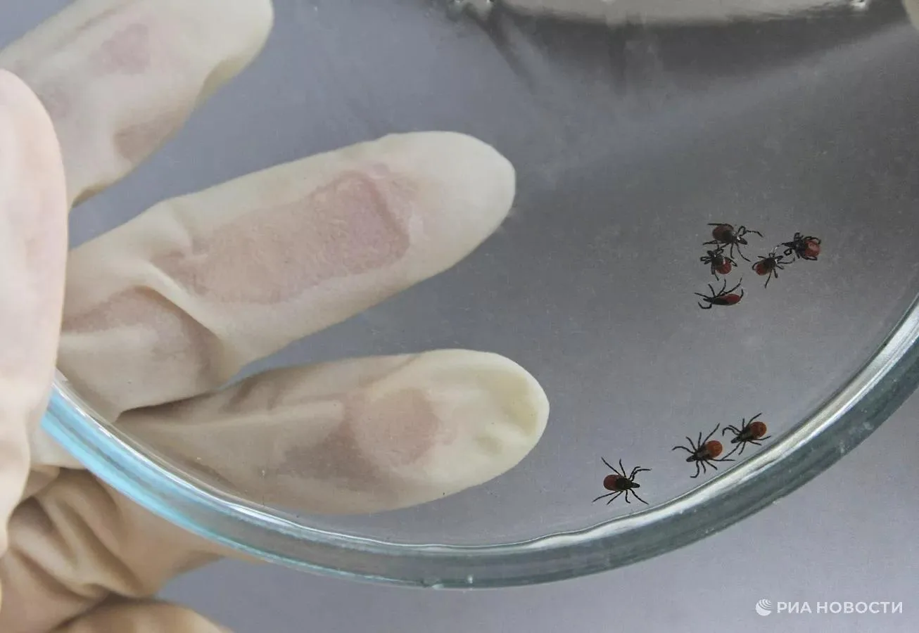 Более 6000 россиян в Крыму и других регионах обратились с жалобами на укусы клещей