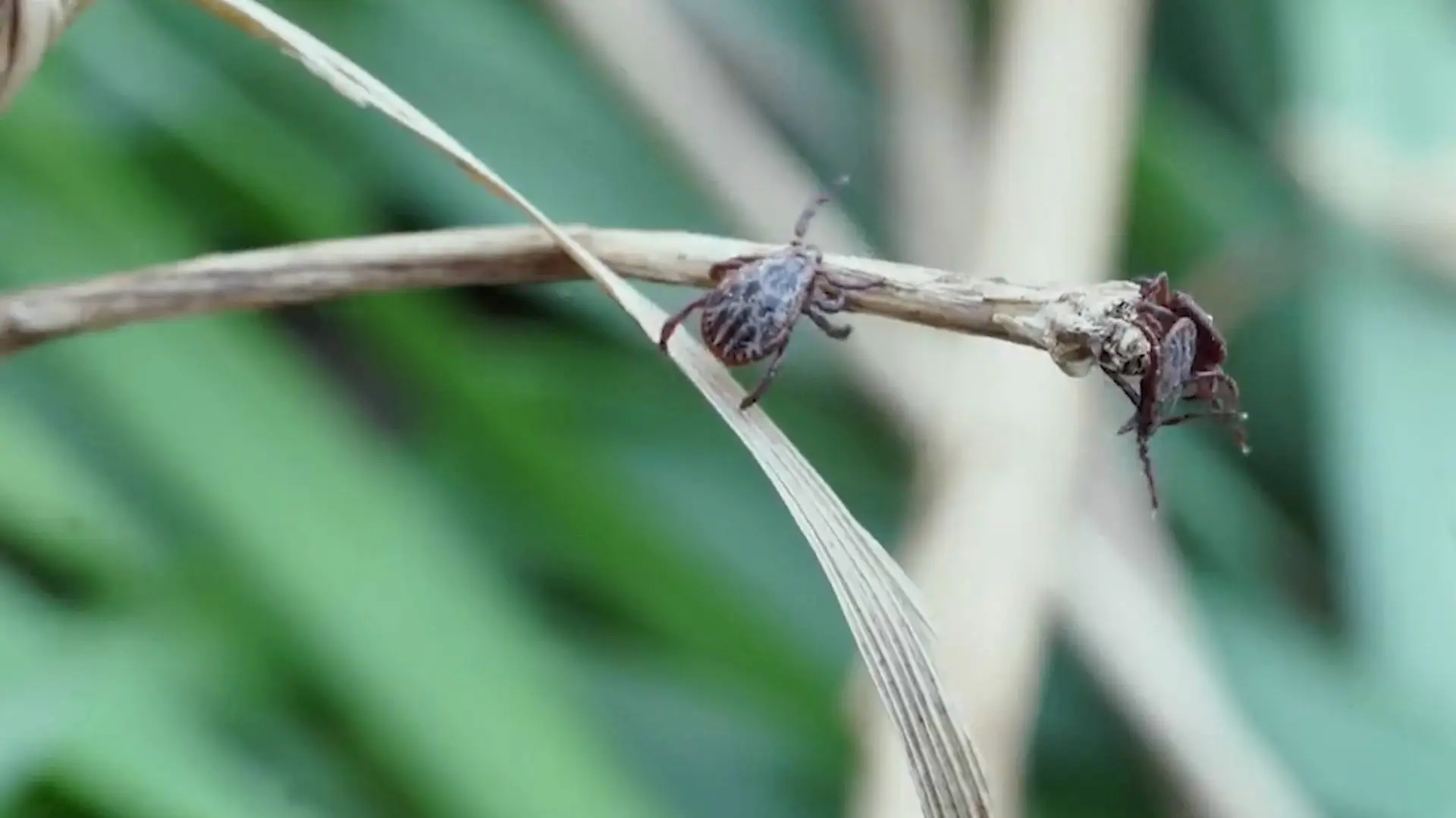 Больше 100 костромичей были укушены клещами за неделю