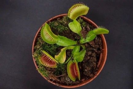 ������� ��������� �������� ��� ��������� ��������