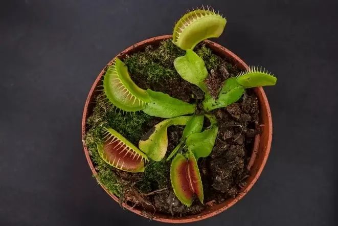 Сложные комнатные растения для настоящих гурманов