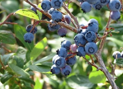 ������� ����� �� ���������: ��������� ���������� ����