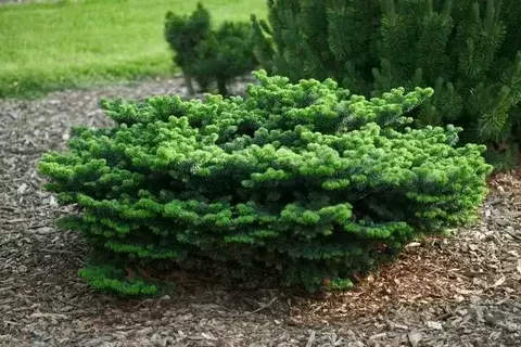 Пихта: зеленое золото для вашего сада и огорода