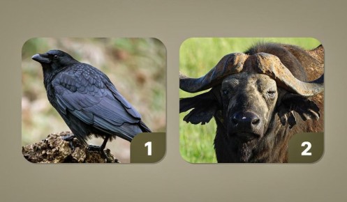 Как выбрать животное по своей мстительности: что ваши предпочтения расскажут о вас