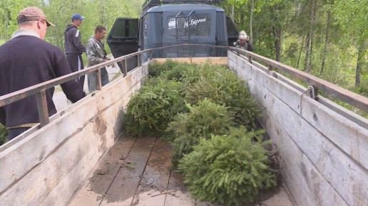 Не желающим восстанавливать лес после вырубки предприятиям в Костроме скажут «до свидания»