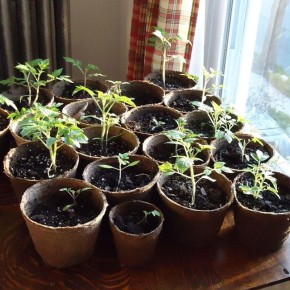 ��� ������� ������ ��������� ���: �������� ��������� ���������� ��� ��������