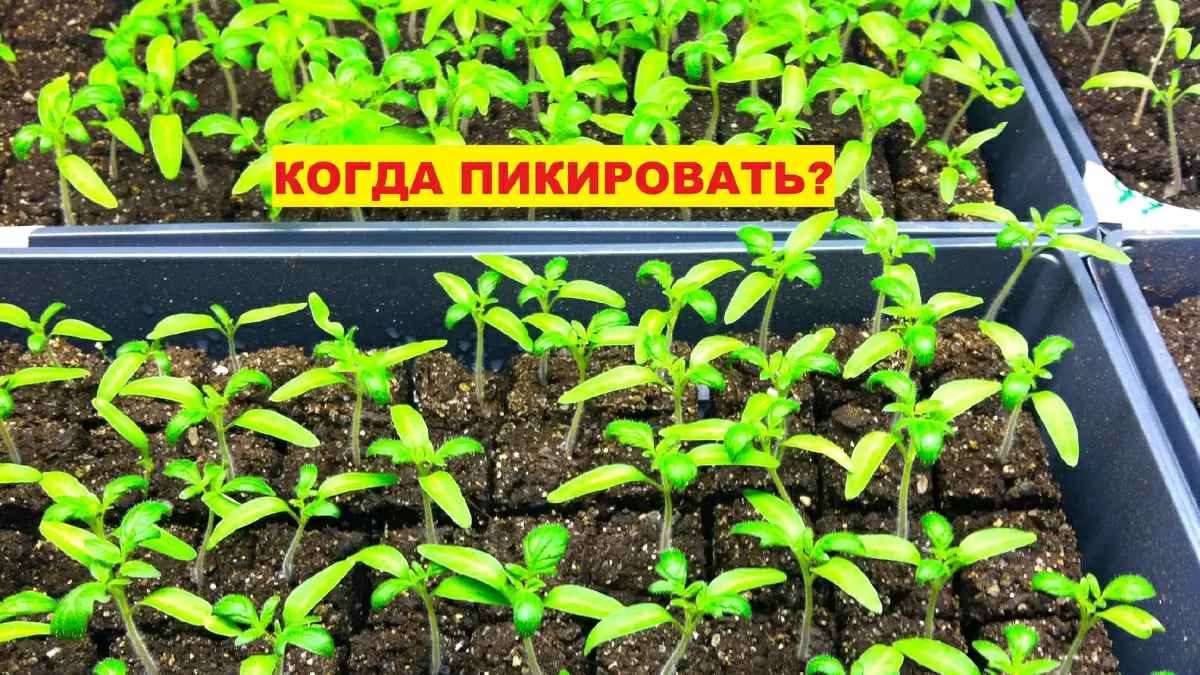 Оптимальные сроки пикировки рассады томатов: факторы выбора